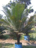Manufacturers Exporters and Wholesale Suppliers of Palm Trees Kolkata Bangol